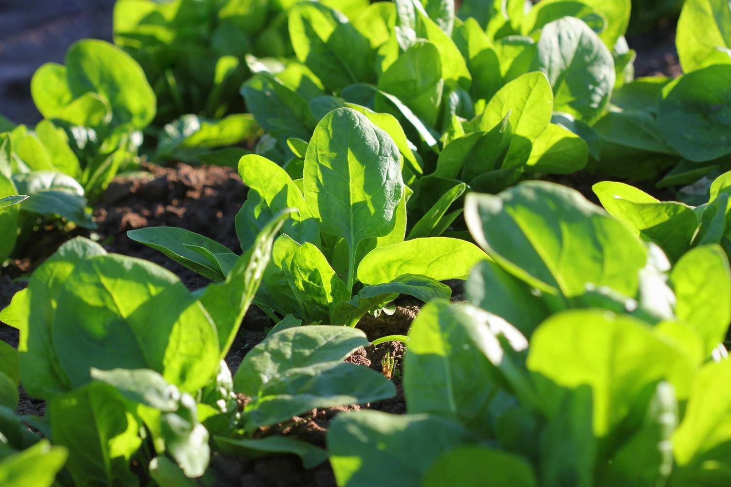 Fresh organic leaves of spinach in the garden.