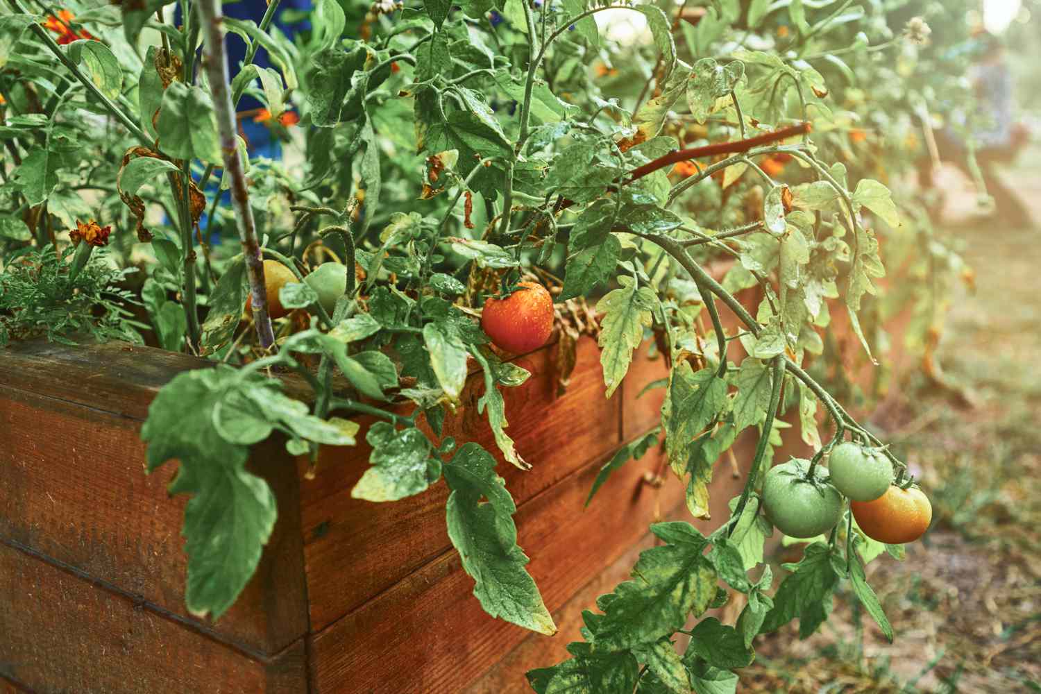 tomatoes in a raised garden bed 