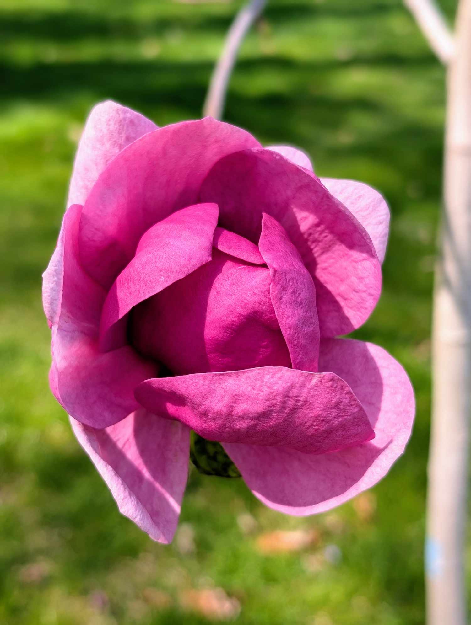 Black tulip magnolia