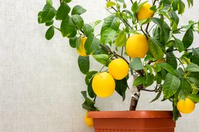 Potted citrus plant with ripe yellow-orange fruits, copy space. Close-up of indoor growing lemon Volcameriana tree. Elegant home decor, template. Home gardening hobby