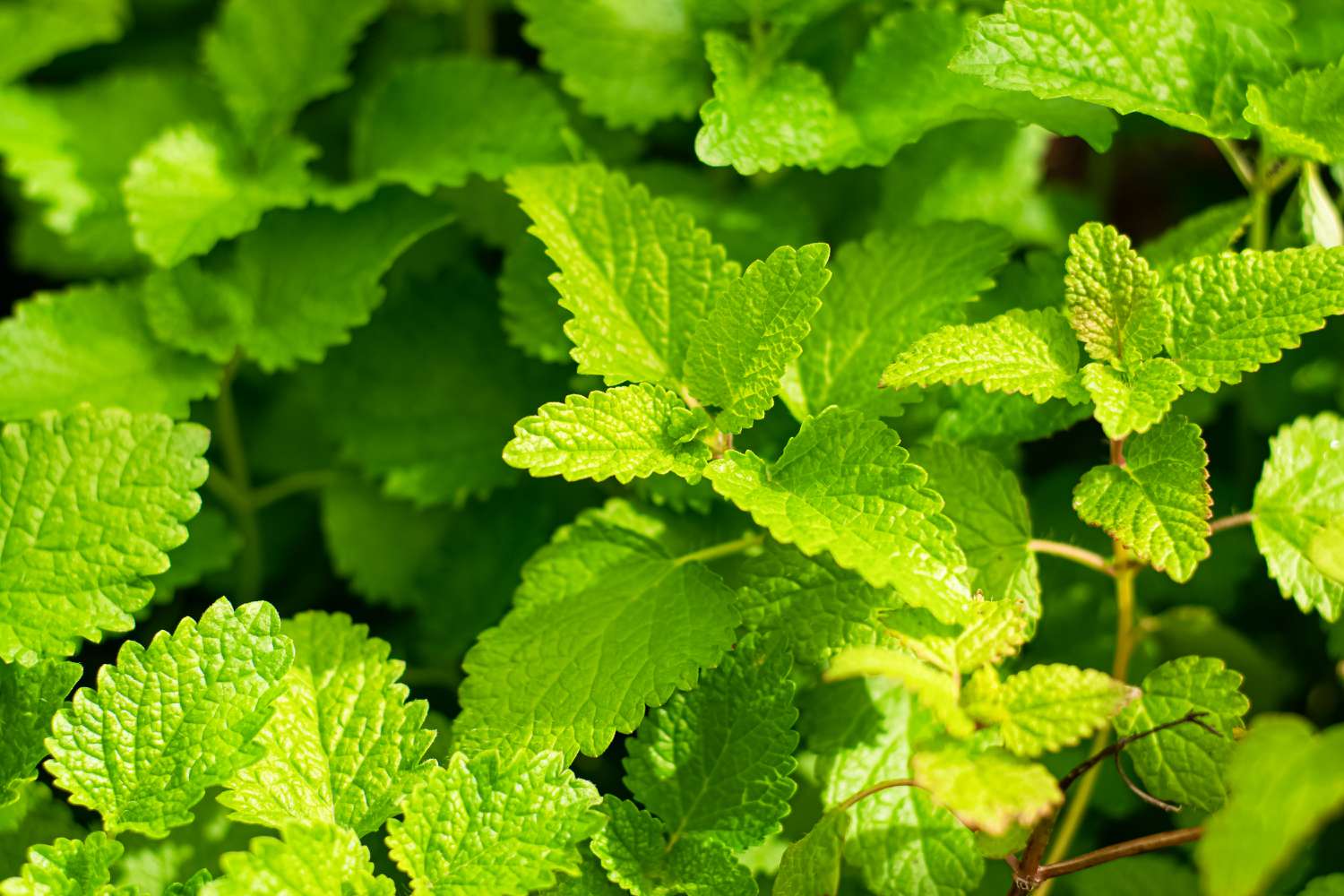 Lemon Balm 