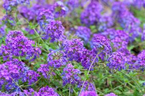 Rose Verbena