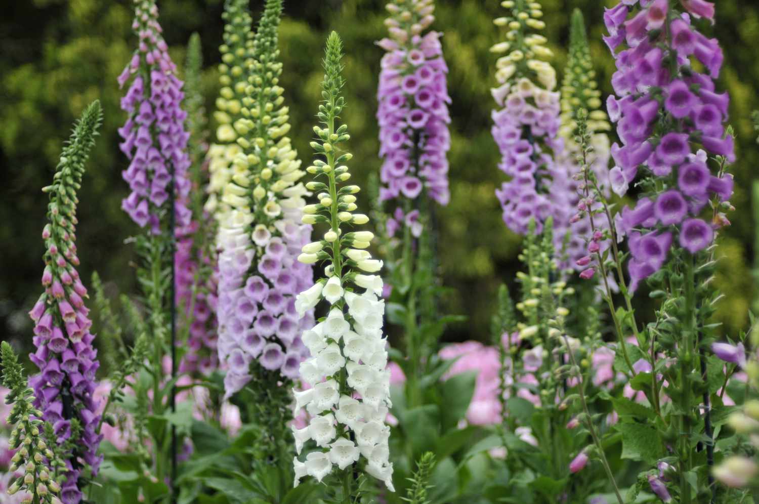 Foxglove flowers