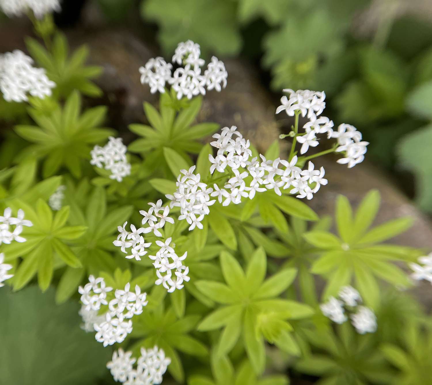 Closeup of small white flowers with green foliage in the background details of the flowers showing intricate petal clusters