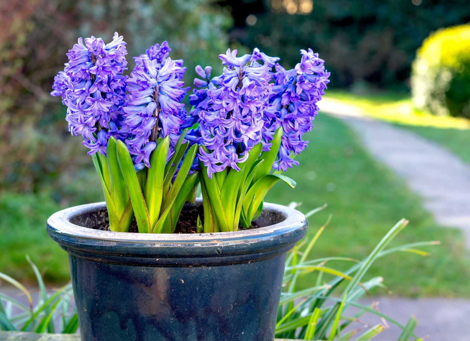 blue hyacinth in an outdoor flower container