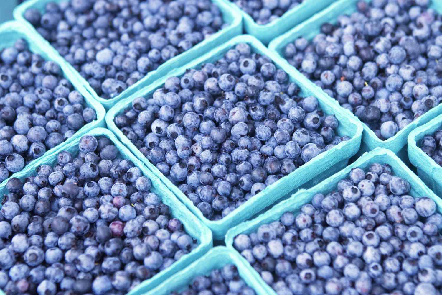 blueberries in cartons