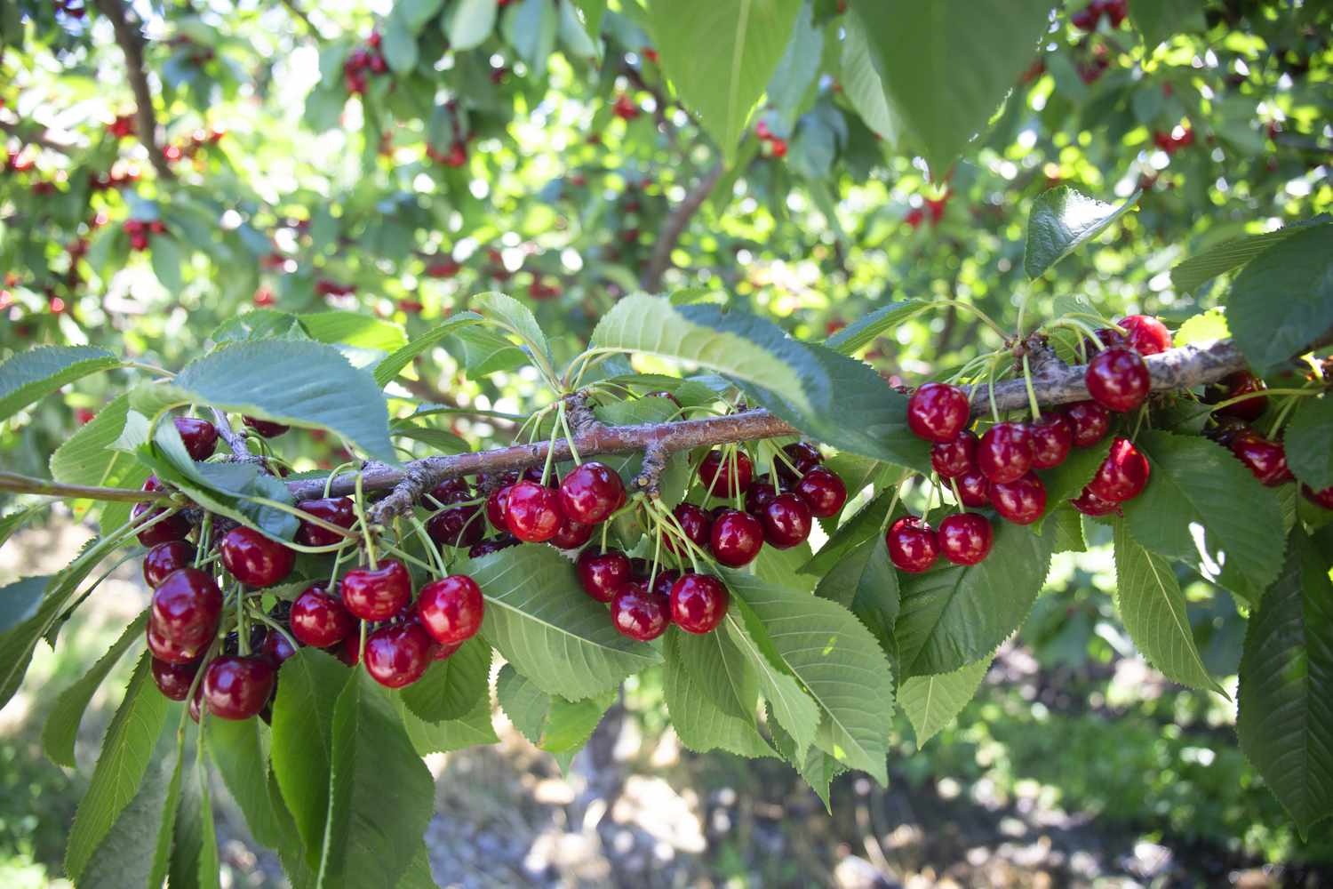 Tree branches with clusters of ripe cherries