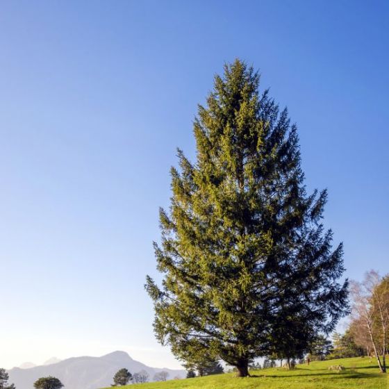 Norway spruce tree in yard with mountains in background