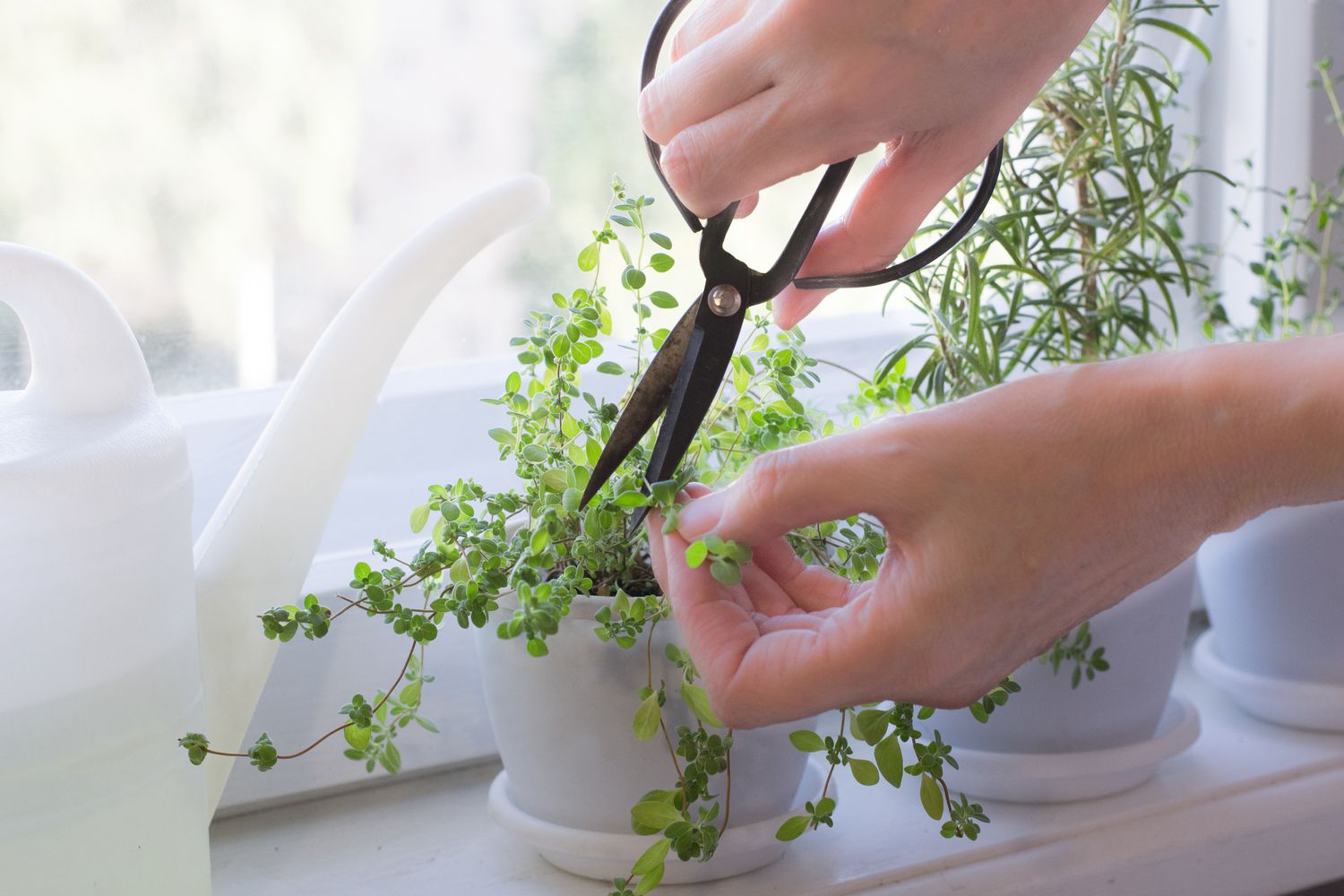 Hands cutting marjoram in kitchen garden