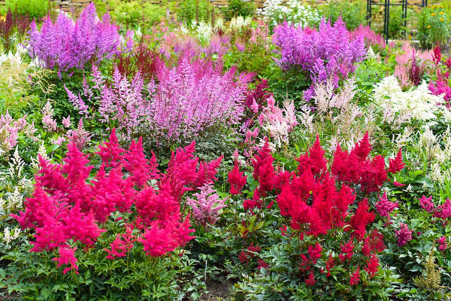 Garden of multi-colored Perennial Astilbes
