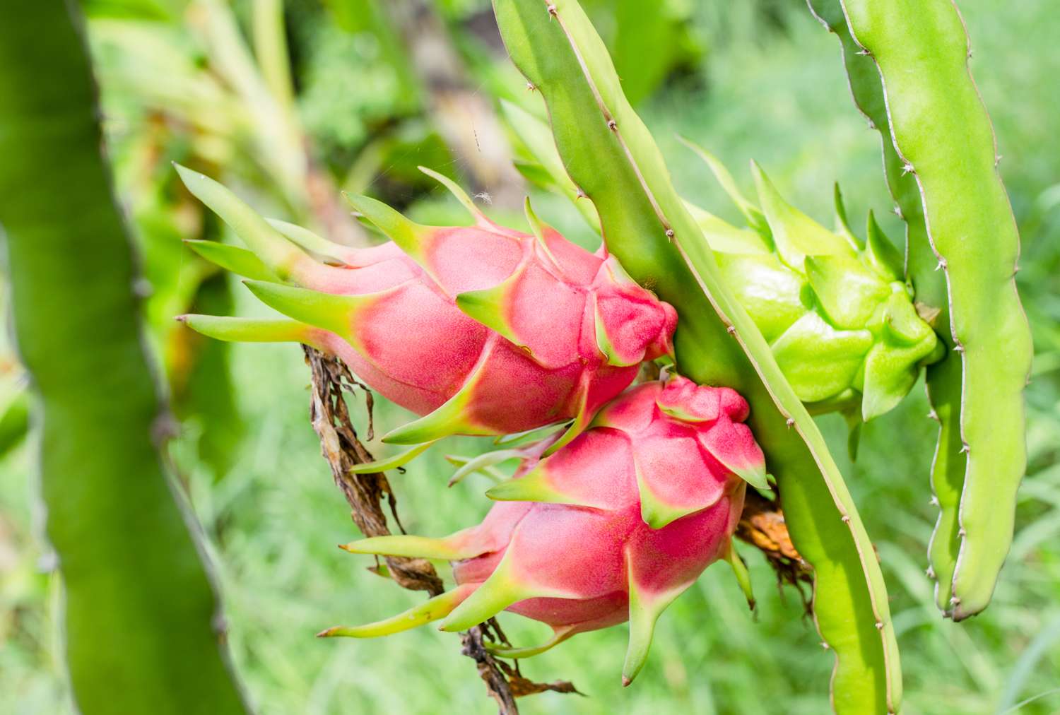 Two dragon fruits on a plant in a garden setting surrounded by green leaves