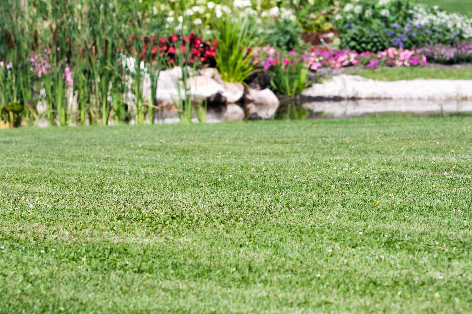 Lawn with garden in the background 