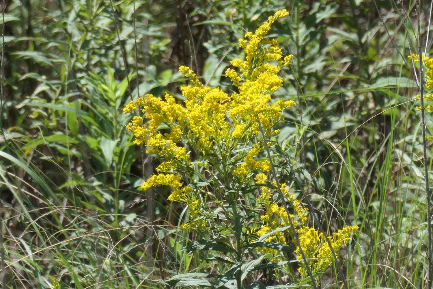 Golden rod or ragweed