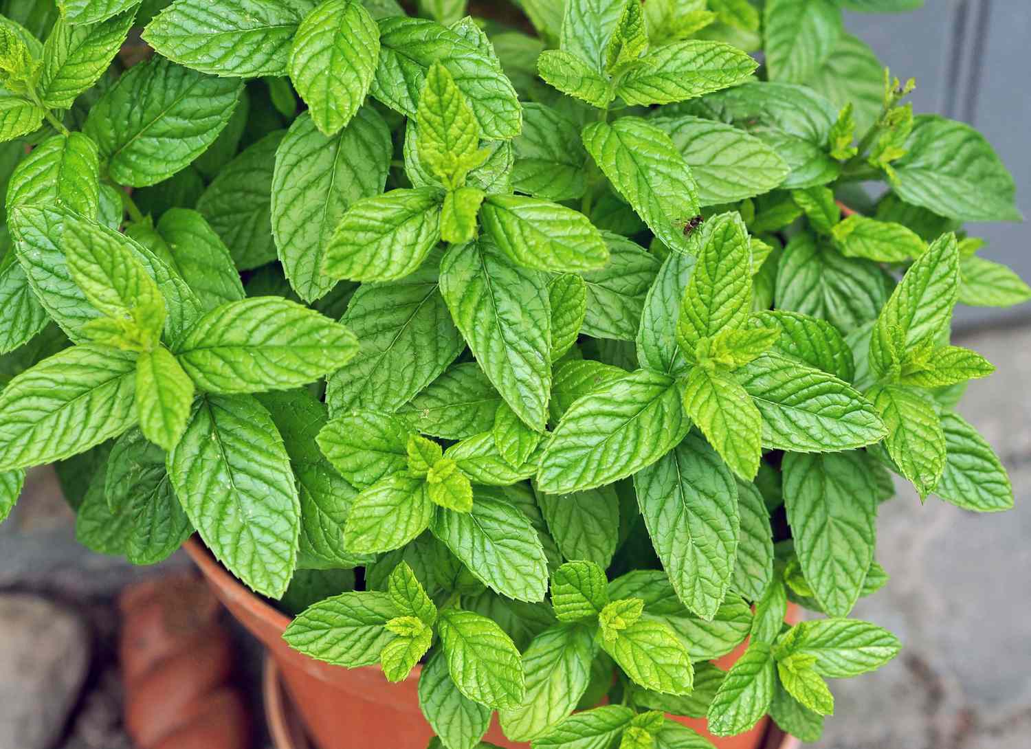 mint growing in a terra-cotta pot