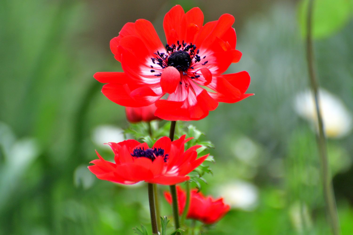 Red Spanish Poppy