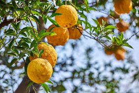 Citrus fruits growing on a tree surrounded by green leaves