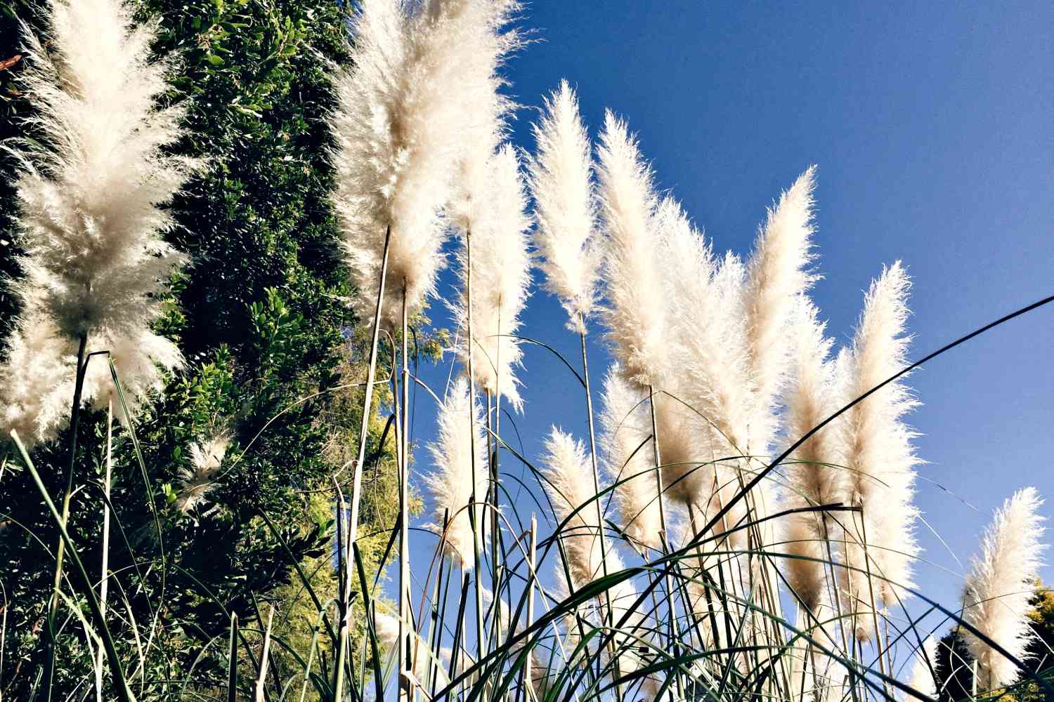 pampas grass