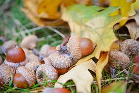 Acorns scattered among leaves on the grass