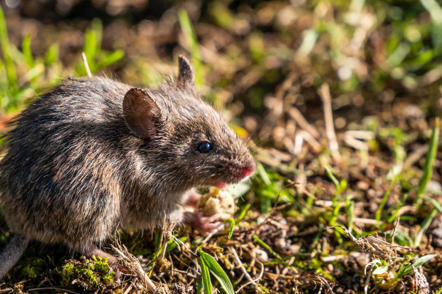 Vole in garden