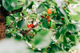 Ripe red cherries hanging on cherry tree branch