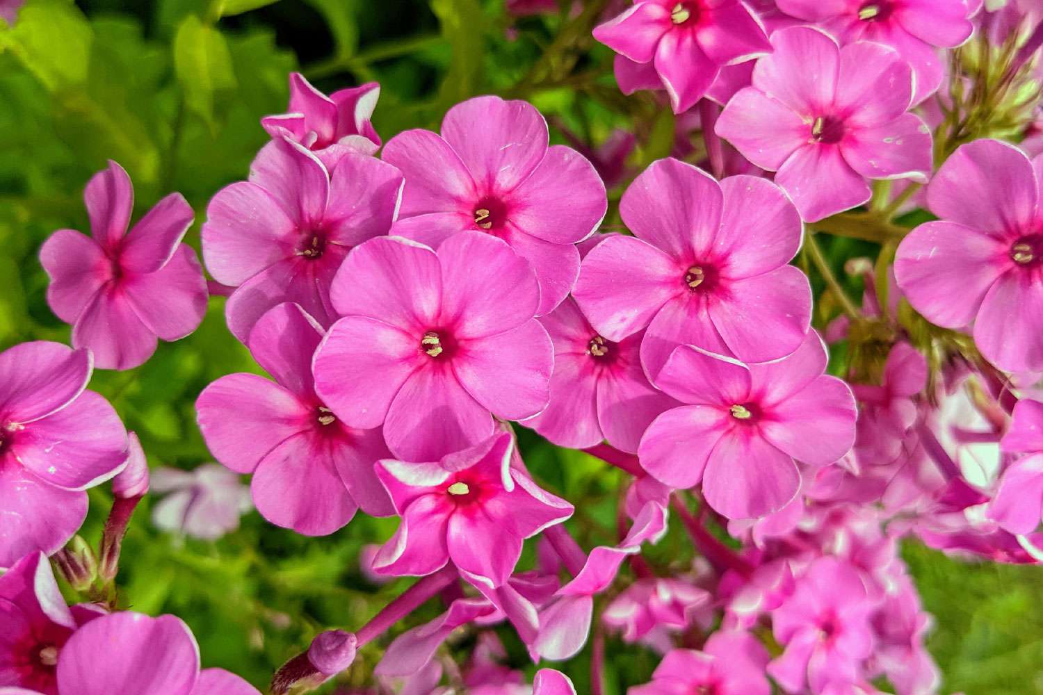 Pink phlox