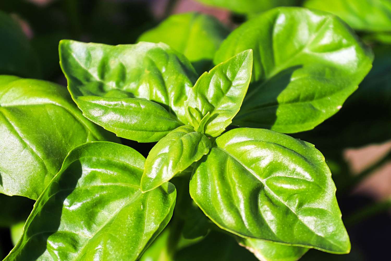 Genovese Basil