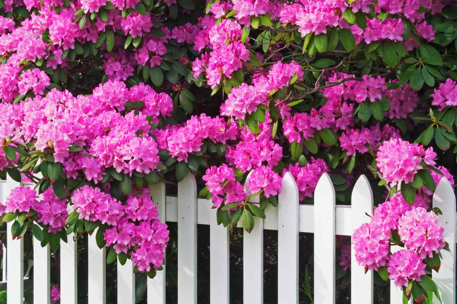 pink Rhododendrons and Picket Fence