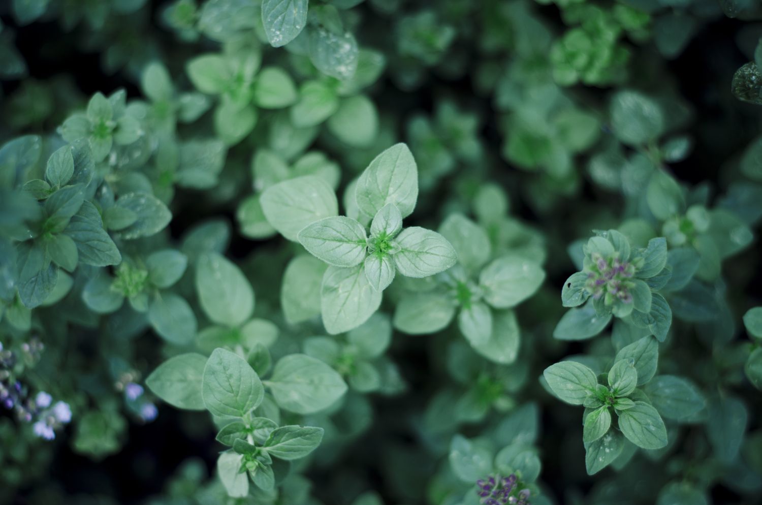 Closeup of oregano leaves growing densely