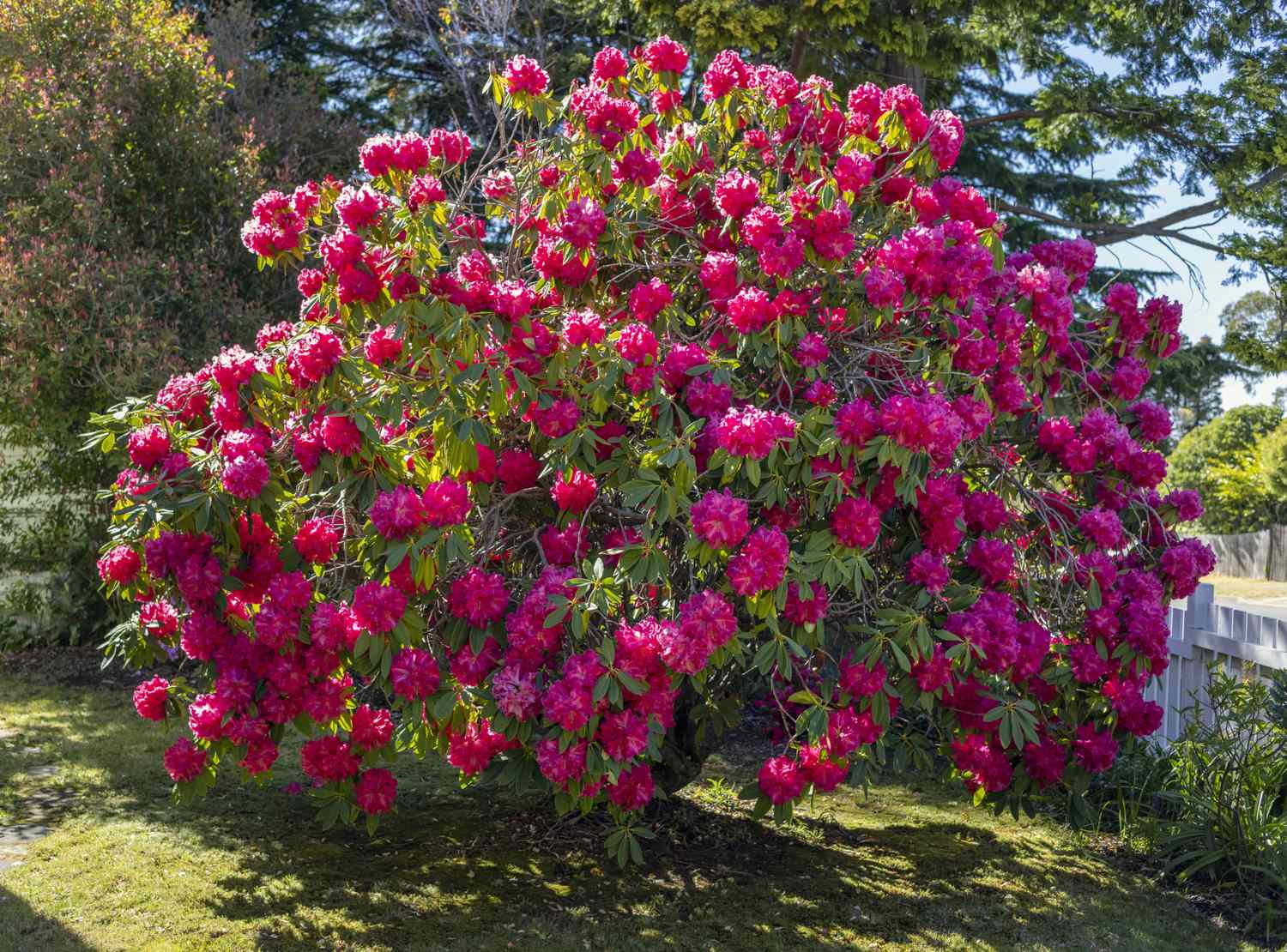Blooming flowering tree in a garden setting
