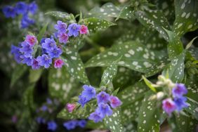 Pulmonaria flowers with spotted foliage showing vibrant blooms and distinctive mottled leaves