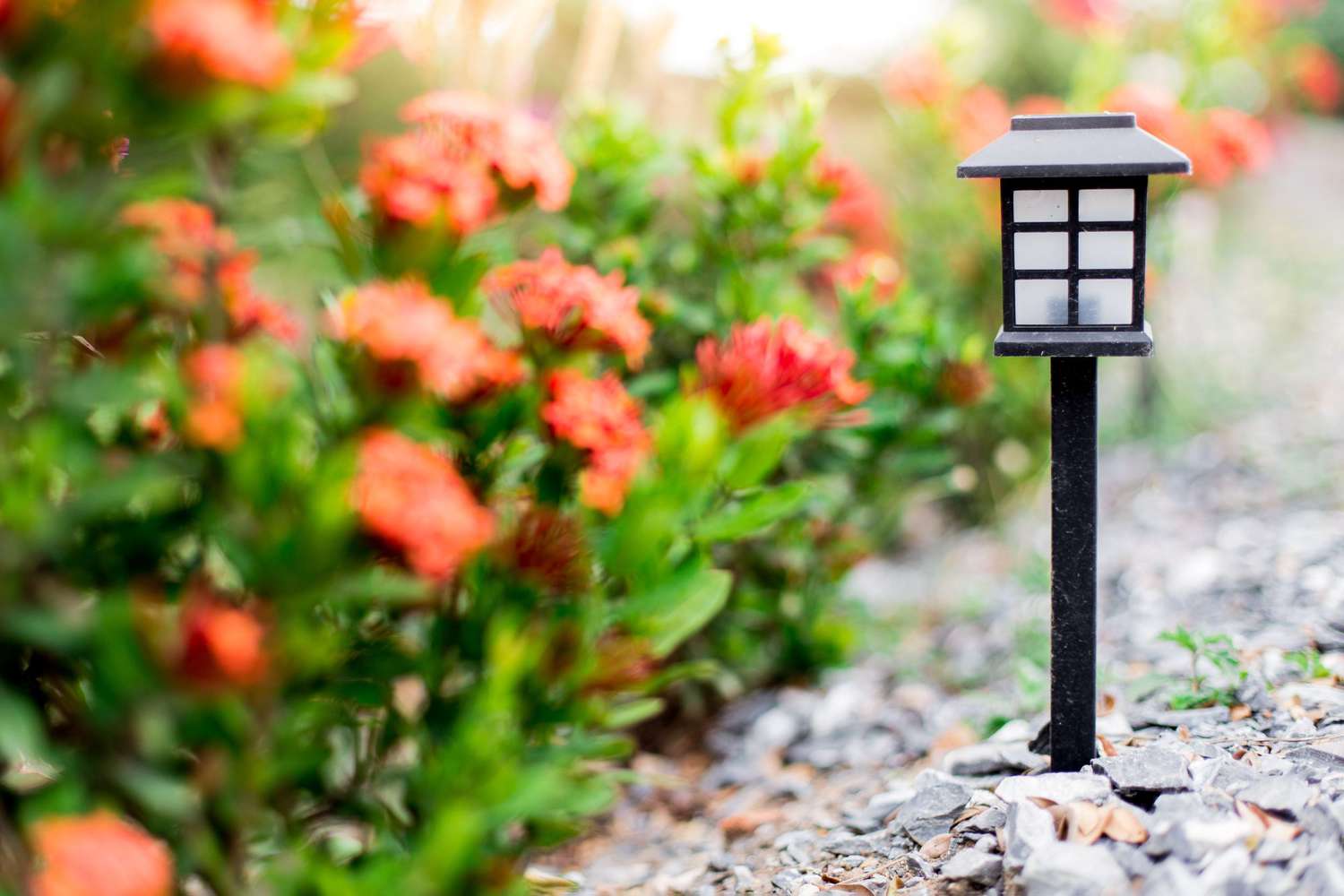 Solar lamps with sunlight in the flower garden