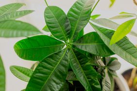 A plant with broad leaves viewed from above showing symmetry and texture in a natural setting