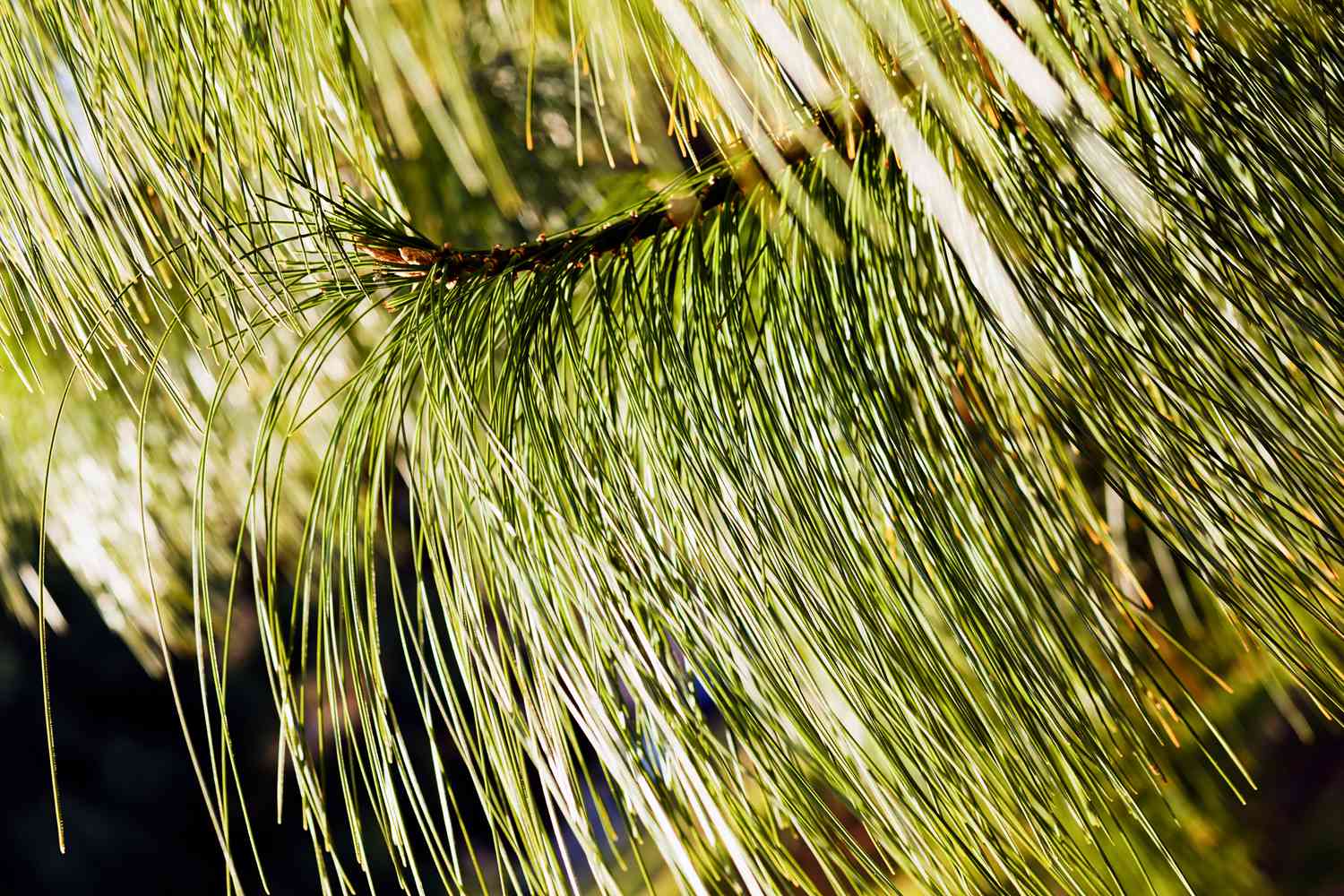 Weeping White Pine