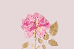 Pressed pink rose flower
