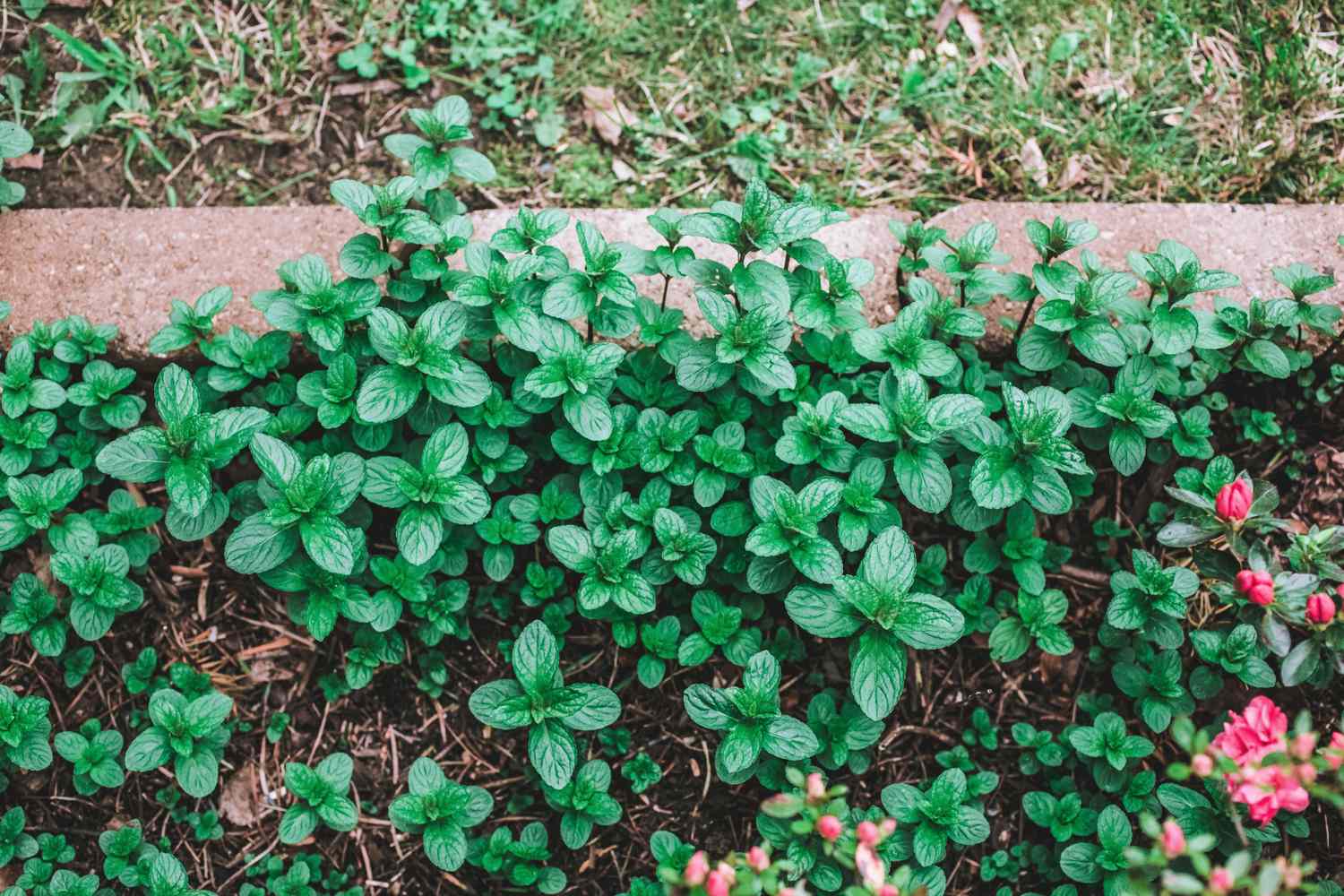 mint growing in garden
