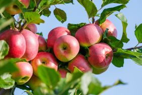 A cluster of apples hanging from a tree branch with leaves visible