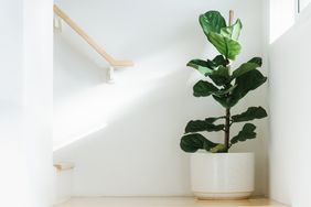 Fiddle leaf fig house plant