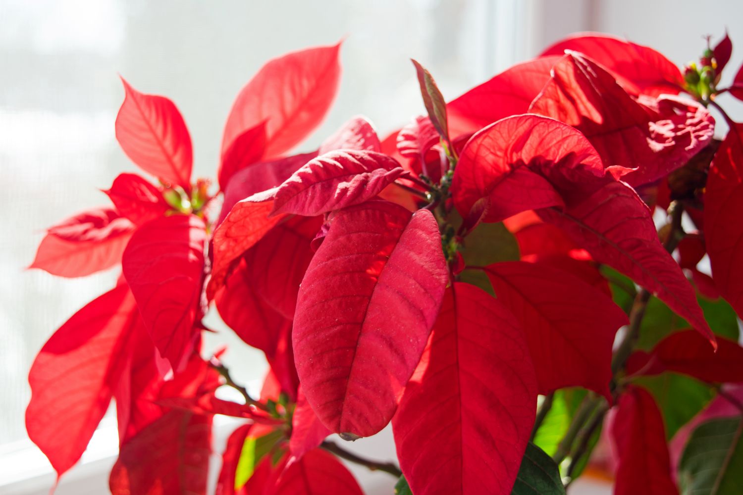 Red poinsettia flowers or christmas star on the windowsill.