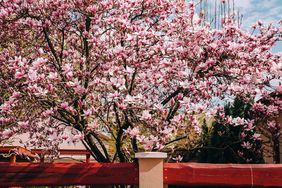 Magnolia tree