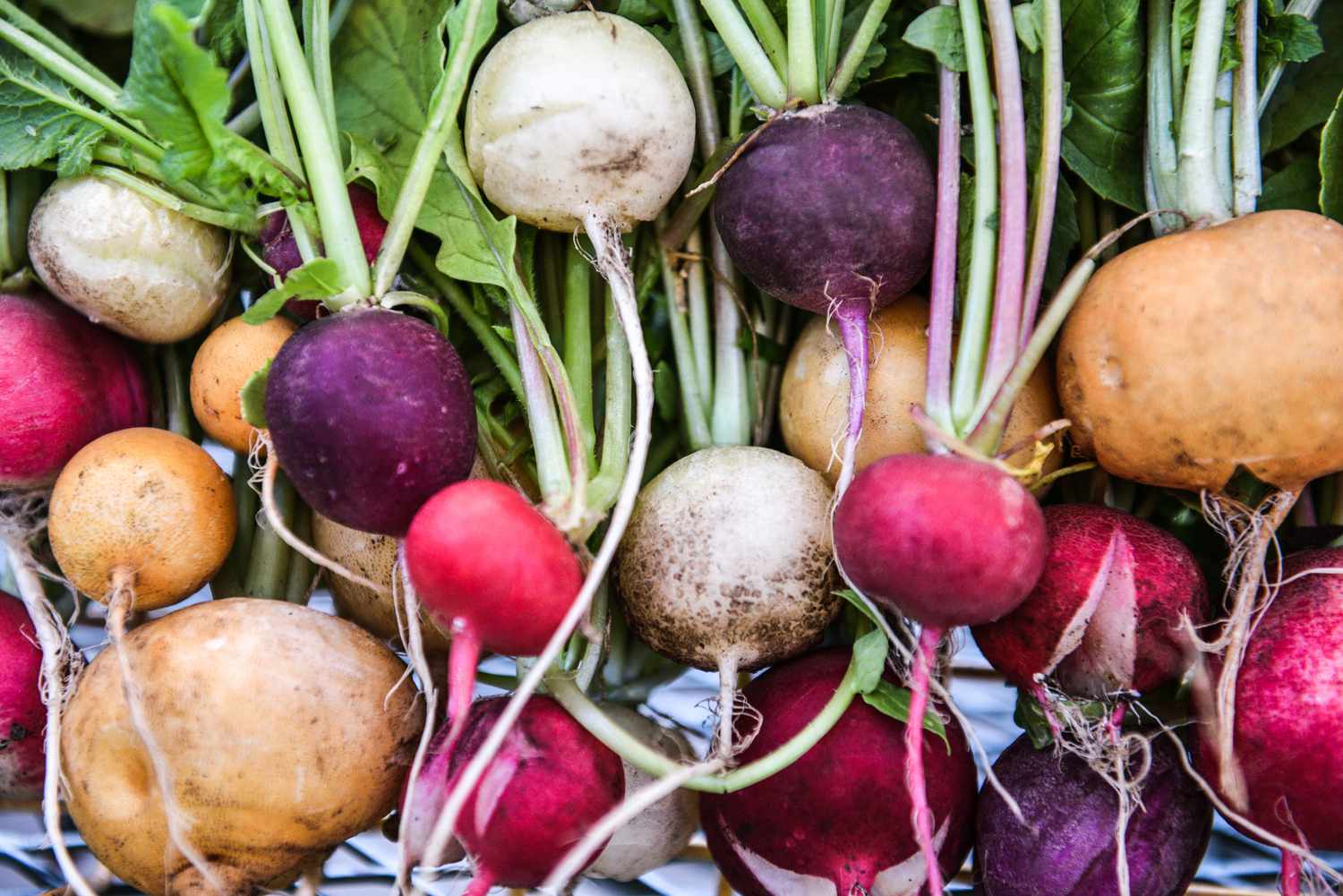 red, white, purple, and gold radishes freshly harvested from garden