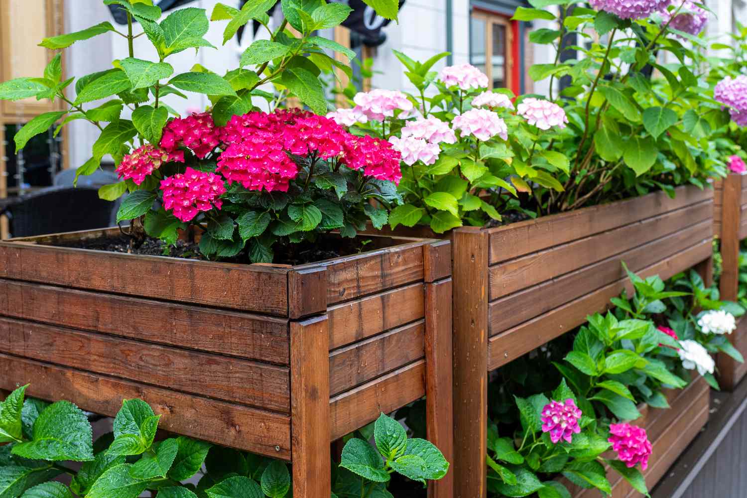 hydrangeas in raised wood flower bed