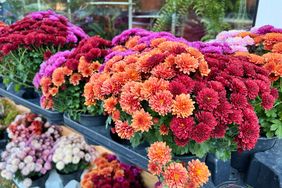 Bunches of chrysanthemums displayed on shelves in an outdoor setting