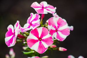Phlox Paniculate "Peppermint Twist"