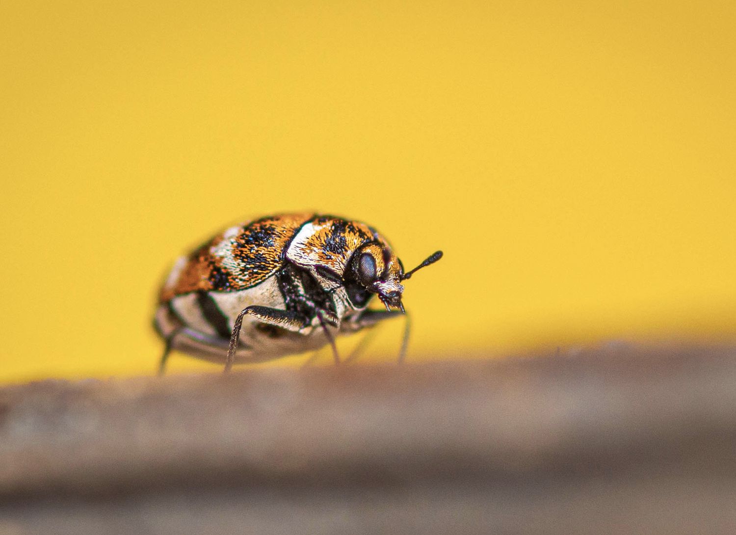 carpet beetle on a yellow background