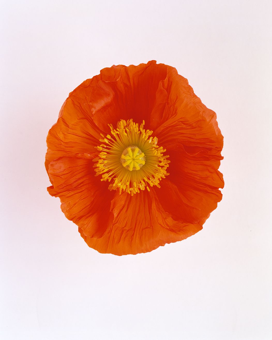 flower-glossary-poppy-happy-or-simona-red-a98432-0415.jpg