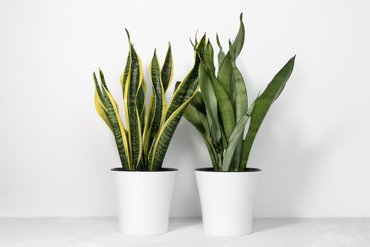 snake plants in pot