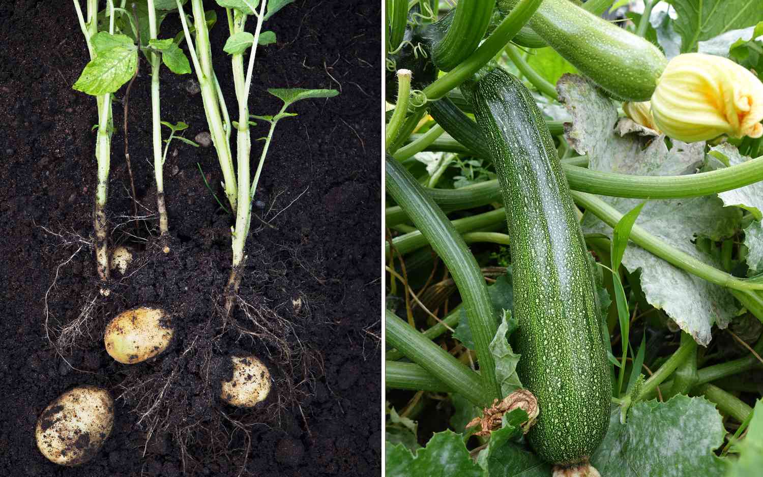 potatoes and zucchini growing