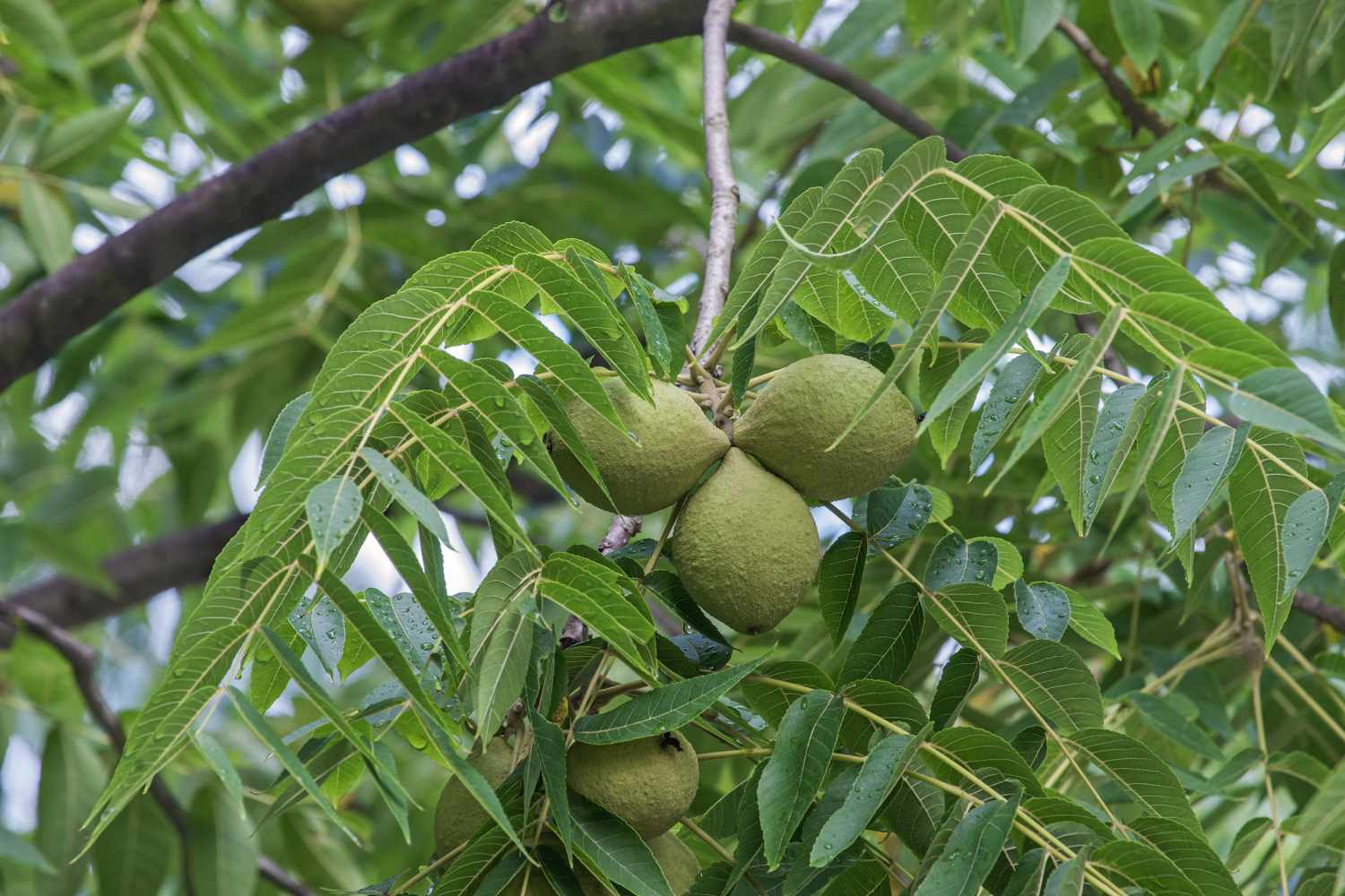 Eastern black walnut (Juglans nigra)