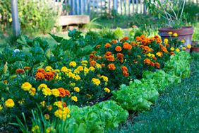 Lettuce next to marigolds