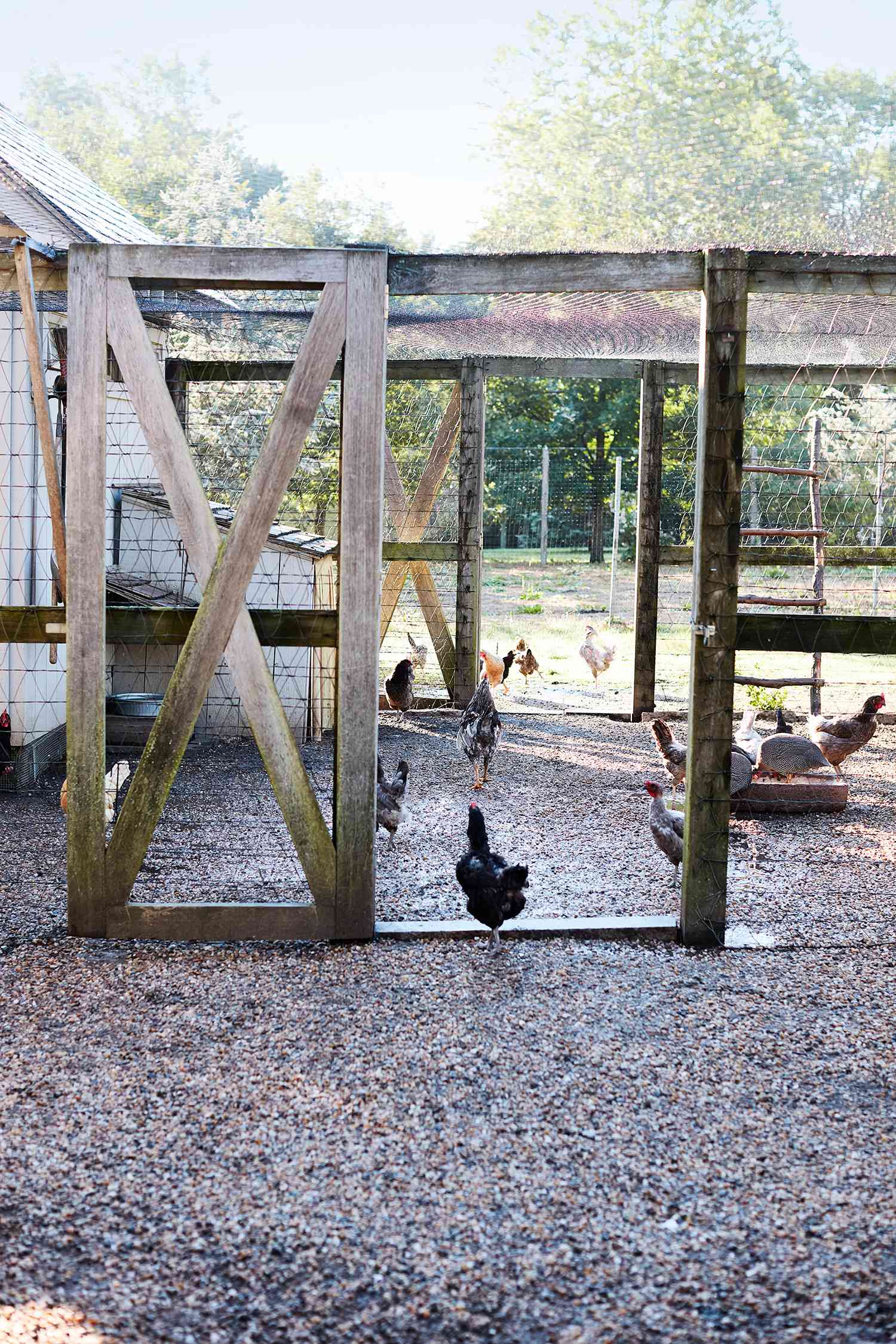 black chicken outside of coup